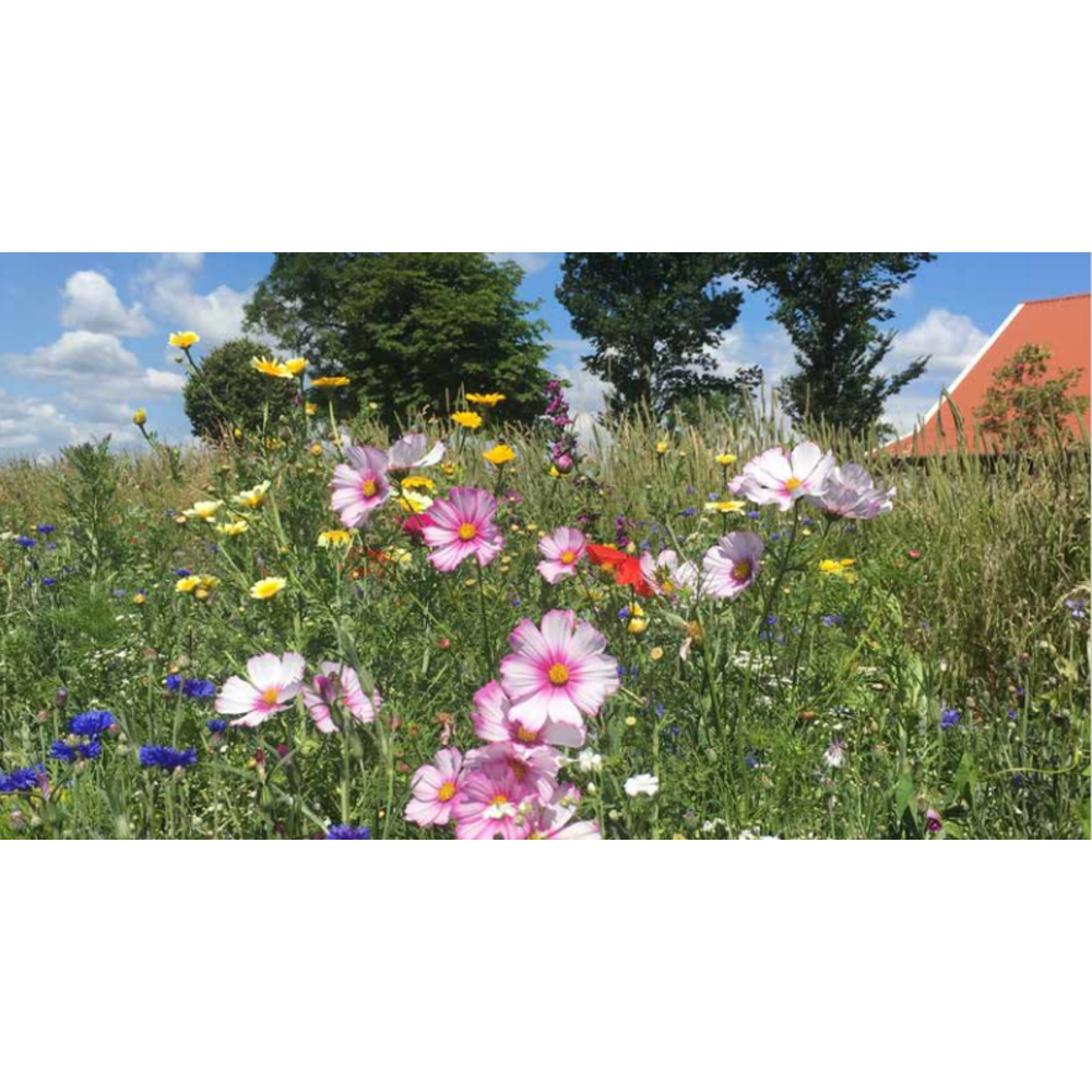 Zomerbloemenmengsel 1-jarig