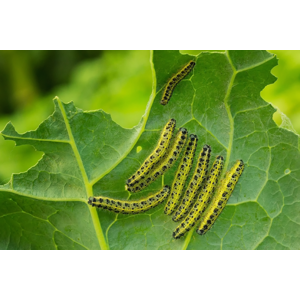 ECOstyle Aaltjes tegen rupsen