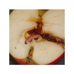 ECOstyle ECOStyle Aaltjes tegen larven van de fruitmot
