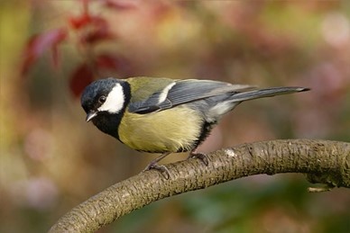 koolmees vogel op een tak