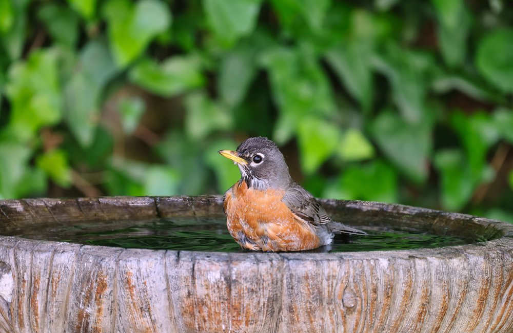 Een vogelbadje tegen de hitte