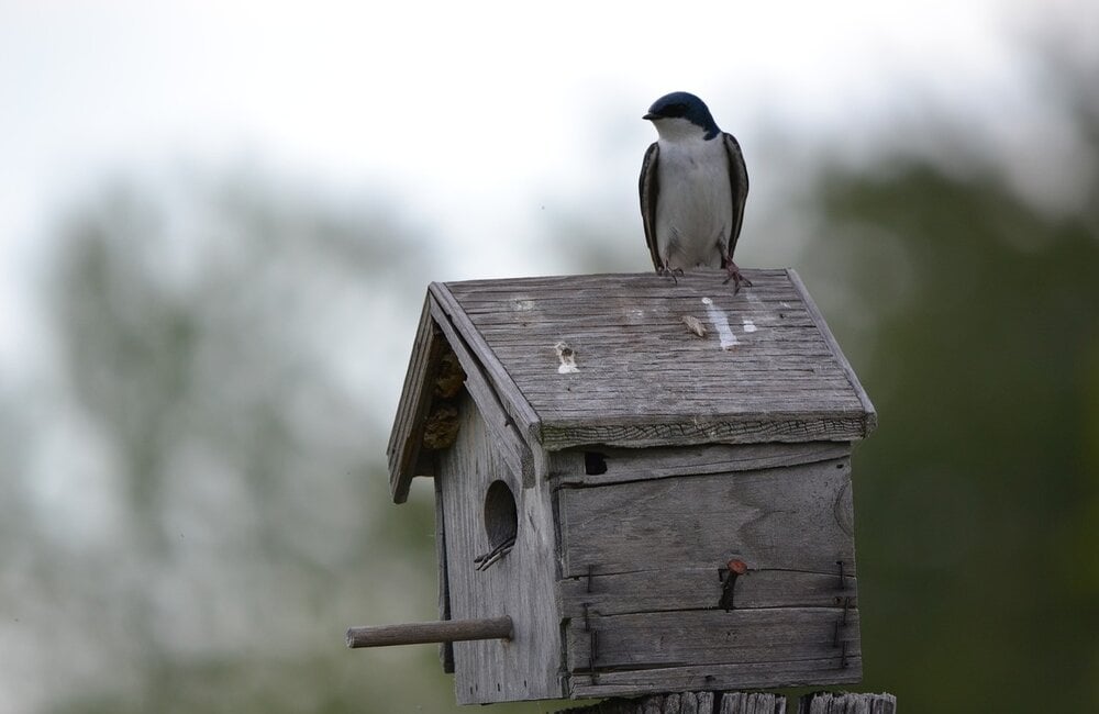 Tips om vogels in je vogelhuisje te krijgen