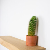 S415 - Baum unbehandelt 180 cm