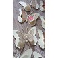 Embellishments / Verzierungen 9 farfalle piece 3D con perle