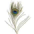 BASTELZUBEHÖR, WERKZEUG UND AUFBEWAHRUNG 1 peacock feather, 30 cm long and 6 cm wide