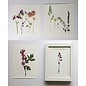 Embellishments / Verzierungen Un conjunto de flores secado y prensado