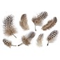 Embellishments / Verzierungen Decorative feathers, nature