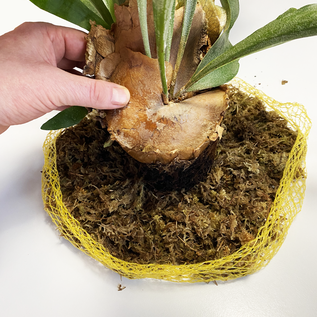 Versandmetall Roestvrijstalen plantenhouder, wandmontage, doe-het-zelf planthulpmiddel voor eekhoornvarens, orchideeën, epifytische planten, 2 maten