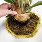 Versandmetall Roestvrijstalen plantenhouder, wandmontage, doe-het-zelf planthulpmiddel voor eekhoornvarens, orchideeën, epifytische planten, 2 maten