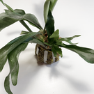 Versandmetall Support végétal mural inox plantes épiphytes fougères staghorn orchidées fougère corne d'élan 2 tailles