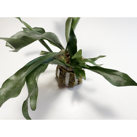 Versandmetall Roestvrijstalen muurplantsteun Epifytische planten Staghorn-varens Orchideeën Elkhorn-varen 2 maten