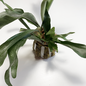 Versandmetall Roestvrijstalen plantenhouder, wandmontage, doe-het-zelf planthulpmiddel voor eekhoornvarens, orchideeën, epifytische planten, 2 maten