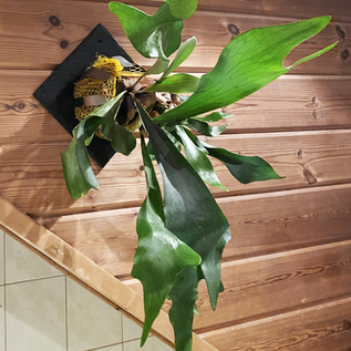 Versandmetall Pflanzenhalter aus Edelstahl, Befestigung an der Wand, DIY Pflanzhilfe für Eichhorn Farne, Orchideen, epiphytische Pflanzen, 2 Größen