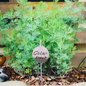 Versandmetall Signalisation de plante stable Fiche de plante en tôle d'acier inoxydable de haute qualité d'environ 5 cm de long