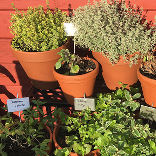 Versandmetall Stabile Pflanzenschilder Pflanzstecker aus hochwertigem Edelstahl  Schildmaß 7,0x4,3cm Stablänge 25cm