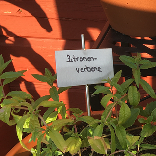 Versandmetall Stabile Pflanzenschilder Pflanzstecker aus hochwertigem Edelstahl  Schildmaß 7,0x4,3cm Stablänge 25cm