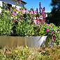 Versandmetall Anneau de plantation en acier inoxydable (V2A) en 2 parties, diamètre 1260 mm, bordure de pelouse ronde avec pli, anneau pré-cintré en demi-coquille, hauteur 20 cm