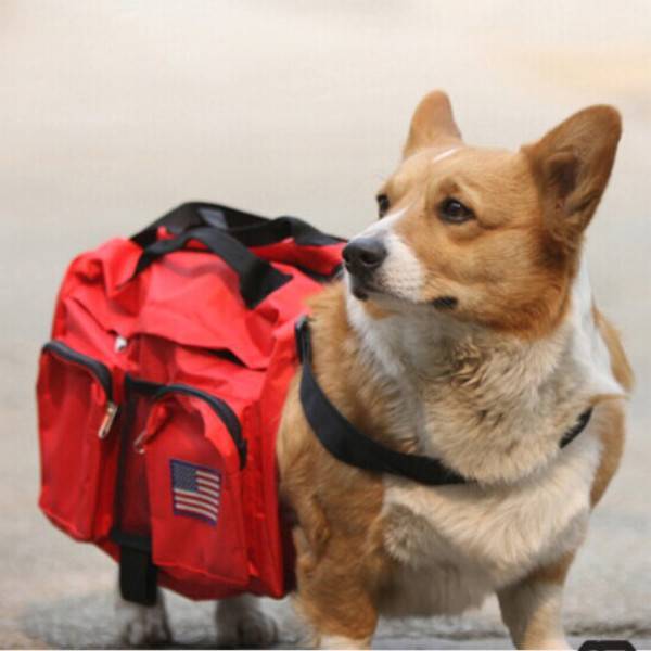 Red pets. Рюкзак корги. Рюкзак для собаки. Рюкзак для корги на спину. Рюкзак переноска для корги.