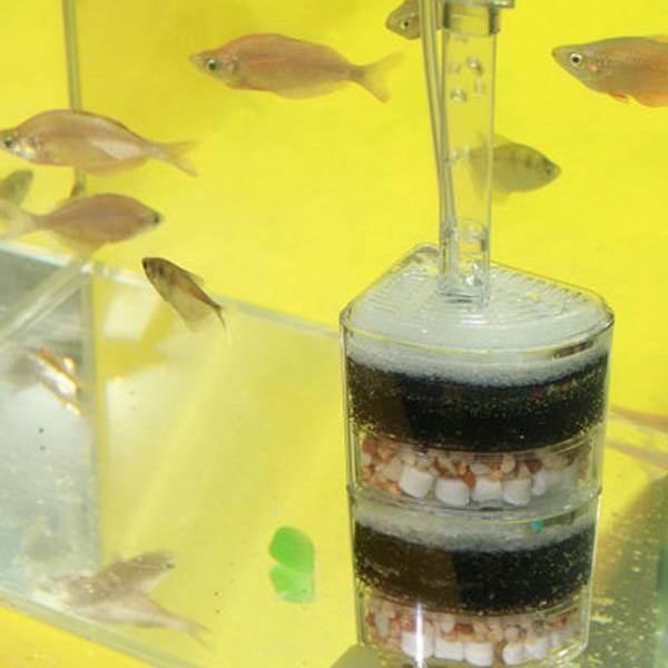 Biologisch Aquarium kopen? I (Tip)