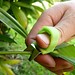 Picker Für Obst Und Gemüse (3 Stück)