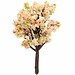 Miniatur Peach Tree