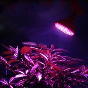 Wachsen Licht Für Pflanzen