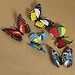 Schmetterling Magnete 10 Stück