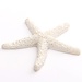 Farbige Starfish Mini 5.5 Cm