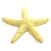 Farbige Starfish Mini 5.5 Cm