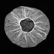 Duschhaube 100 Stück Duschhaube 100 Stück