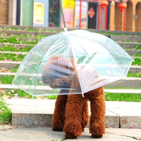 Hund Regenschirm online? ich