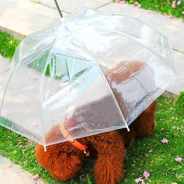 Hund Regenschirm online? ich