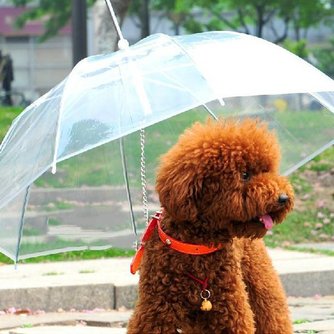 Hund Regenschirm