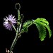 Mimose / Sensitive Mimosa Seeds