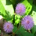 Mimose / Sensitive Mimosa Seeds