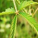 Mimose / Sensitive Mimosa Seeds