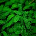 Mimose / Sensitive Mimosa Seeds