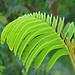 Mimose / Sensitive Mimosa Seeds
