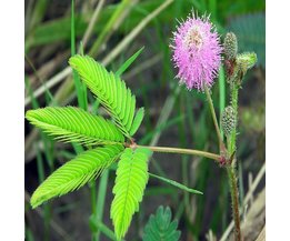 Mimose / Sensitive Mimosa Seeds