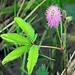 Mimose / Sensitive Mimosa Seeds