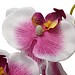 Orchid Für Haar