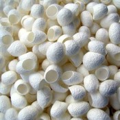 Silk Cocoons 15 Stück