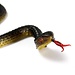 Rubber Snake Toy