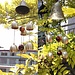 Campanula Wind Chime