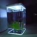 Kleine Aquarium