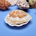 Netz Mit Shells Aquarium