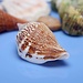 Netz Mit Shells Aquarium