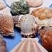 Netz Mit Shells Aquarium