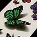 Neptatoeage Schmetterling
