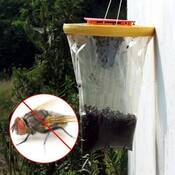 Flytrap